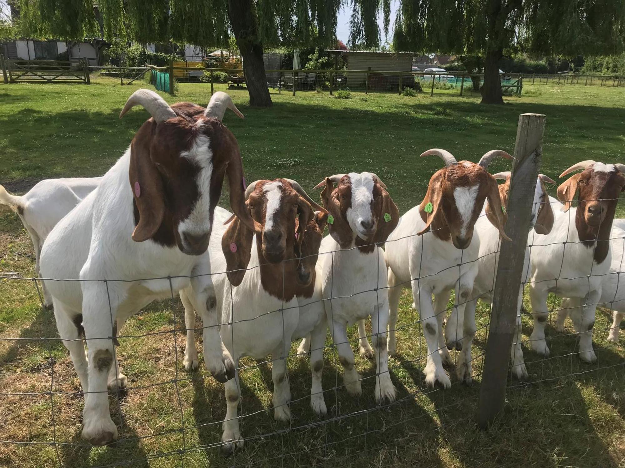 Withy Farm Bed & Breakfast แคนเทอร์เบอรี ภายนอก รูปภาพ